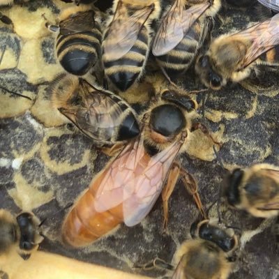 ONE STOP BEEKEEPING SHOP! Beehives, beekeeping tools, training, project management. Hive products: Honey, Propolis and more
