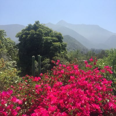 Mi árbol y el cerro La Campana ... Olmué