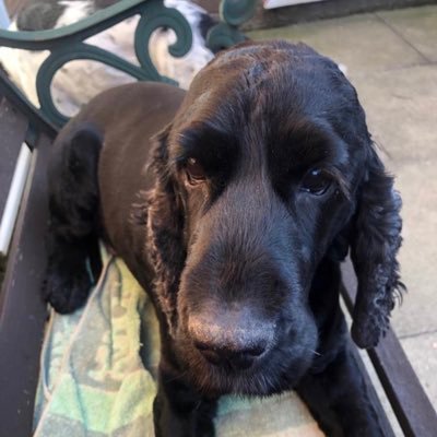 MossyLfc's profile picture. LIVING THE DREAM 🏴󠁧󠁢󠁥󠁮󠁧󠁿. 🏆🏆🏆🏆🏆🏆6️⃣