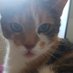 Ella (@lynnea921) Twitter profile photo Ella (@lynnea921) Twitter profile photo