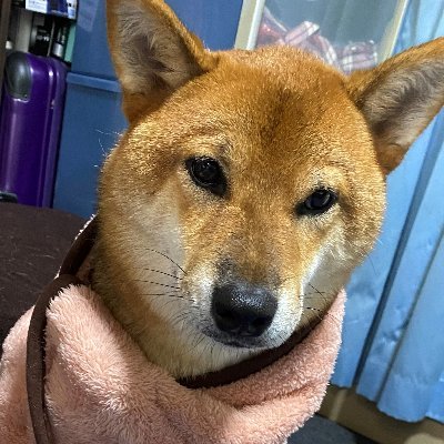 柴犬 流風（るか）のパパ🐾さんのプロフィール画像