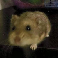 Beanut (@bean_height) 's Twitter Profile