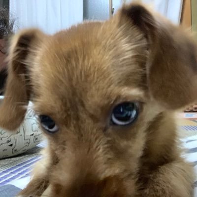 sekainokuru's profile picture. ミックス犬を飼っていて15年式Ninja1000とクロスカブ に乗ってる約50歳です。