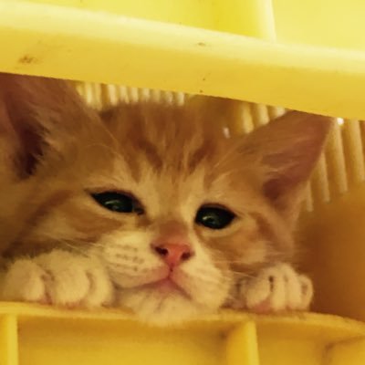 猫🐈桂浜水族館🐟が好き 精神疾患で療養中 ゆるゆると前向きに生きていきたい