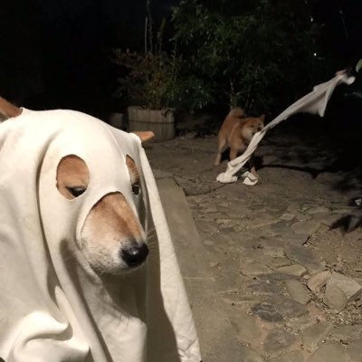 บีนี่ควอนครับแม่ ᯅ̈さんのプロフィール画像