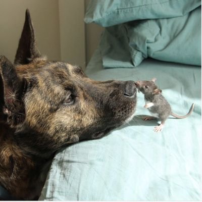 ZeleniGuster's profile picture. 