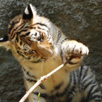 rikuzuaka (@rikuzuaka) 's Twitter Profile Photo