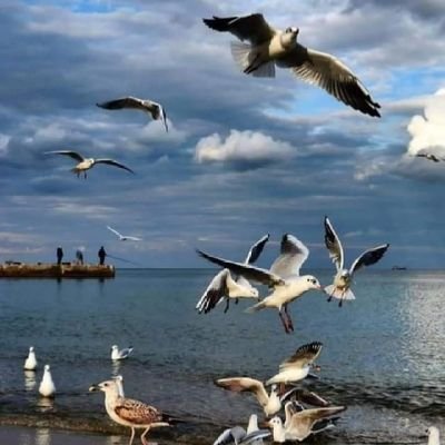 ilknurer5516's profile picture. 