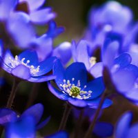 なっち@ふゆしらず (@natchan0218) 's Twitter Profile