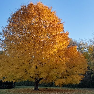MarkMeysenburg's profile picture. Hi! I'm a university professor who loves to teach computing!