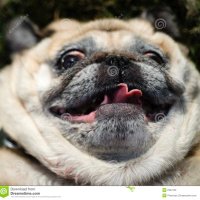 Pugnacious (@pugnaciouspug1) 's Twitter Profile