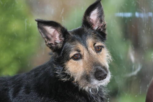 One of the world's nicest dogs......