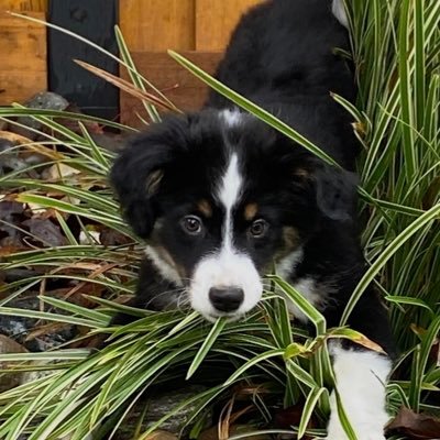 AlisonGarneau's profile picture. 