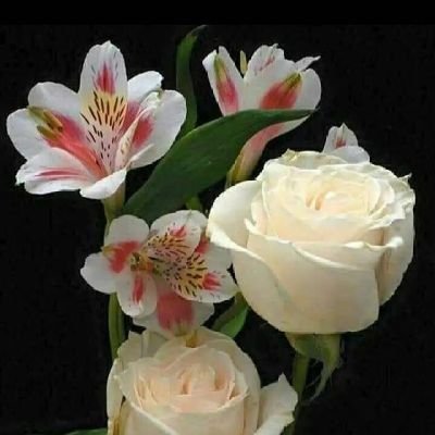 cryptorianmate's profile picture. 