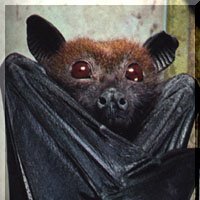 sinister_bat's profile picture. Author, illustrator, adventurer, thinktank strategist. Wizardry's my trade. Roleplaying Studies Professor on a university campus.