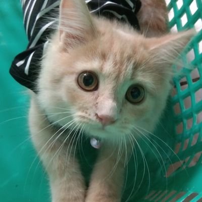 avamengs's profile picture. akun random thought mbabu nya mochi