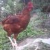 sutta poultry farm TANZANIA (@SuttaFarm) Twitter profile photo