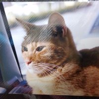旧まあこのおかん (@bubo005) 's Twitter Profile