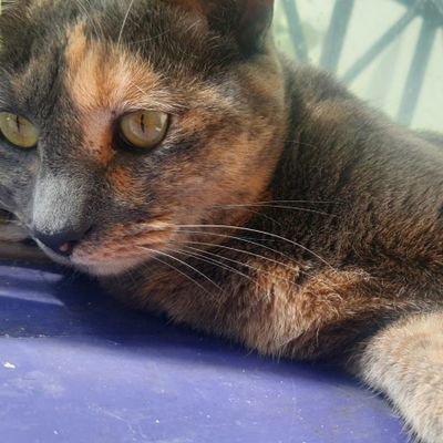 Fenanois's profile picture. :D