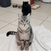 🦐 Oslo 🐺 Gepetto 🐈⬛ (@gepettoetoslo) Twitter profile photo 🦐 Oslo 🐺 Gepetto 🐈⬛ (@gepettoetoslo) Twitter profile photo