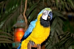 ParrotPetey's profile picture. BRAAAWWK!