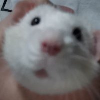 灰猪蹄子 (@flyingpig0w0) 's Twitter Profile Photo 灰猪蹄子 (@flyingpig0w0) 's Twitter Profile Photo
