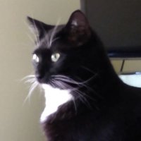 LL 🐈 & Peaches 🐈...Felix rip🌈💔😥 (@smost5) 's Twitter Profile