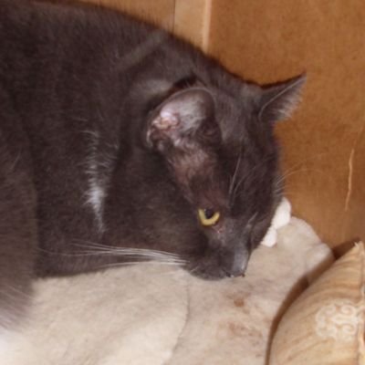 Gismo, Karteuser Kater. Gismo 2021🌈
Neuzugang: Katze, Minni 2019* EKH. Schwarz mit weißen Flecken. 🐈⬛