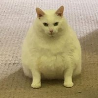 Fat Joe (@mctubbsflubb) 's Twitter Profile