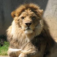 lion on the table (@torosingo) 's Twitter Profile Photo