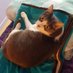 PotiChachouchas Lépludoux ( 😾 & 😺 ) (@potichachoucha) Twitter profile photo PotiChachouchas Lépludoux ( 😾 & 😺 ) (@potichachoucha) Twitter profile photo