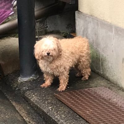 室井悠輔 | 美術家。徒歩派。古品こけしの蒐集。/ 物品レーベル『一周回ってつらい』/ アーティストランスペース『APどのう』 / 芸術組合『とうふと蟹クラブ』（解散）