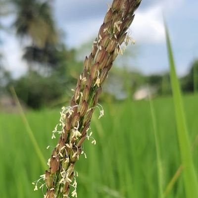 ManavariUzhavan's profile picture. 