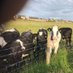 Lori (@lori78_vegan) Twitter profile photo Lori (@lori78_vegan) Twitter profile photo