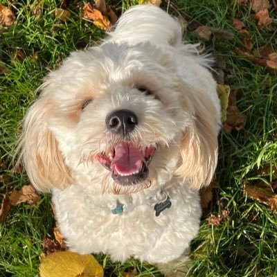 Hey friends! I am a chunky boy with a love for food, play time, and treats. #Cavachon 🐶 💜 My Instagram is @DarwinDaDogOnDaGram