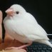 YLB🦜ᴬ ᴵ ᴹ (@yuki_loves_bird) Twitter profile photo YLB🦜ᴬ ᴵ ᴹ (@yuki_loves_bird) Twitter profile photo