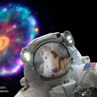 Phoenix407 (@phoenix407k) 's Twitter Profile