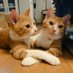 ちくわトぷりん&うなぎ&しらす&凛&夢 (@kimucoro1) Twitter profile photo ちくわトぷりん&うなぎ&しらす&凛&夢 (@kimucoro1) Twitter profile photo