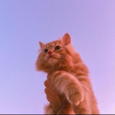 AdeNavnit's profile picture. just exploring 🌻
follow me on instagram @9_nit__
|
cats 💗💗💗