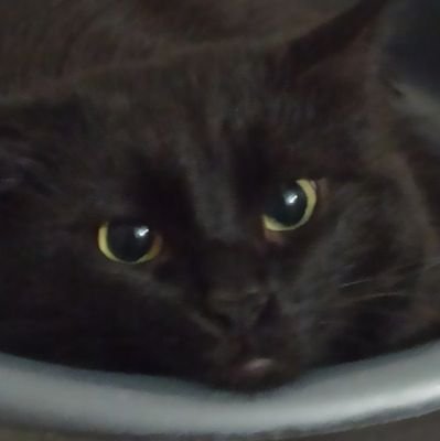 1iro4's profile picture. 