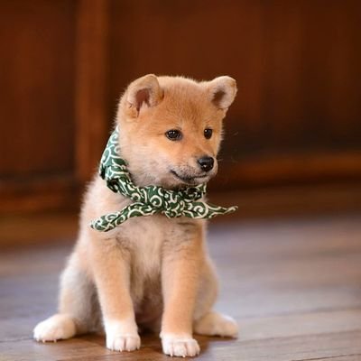https://t.co/WQIKxRmv8w
Future Site for The Doge X Co, and the place of the best one of a kind custom crypto related clothing and accessories.