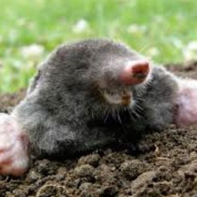 watermole6 Profile