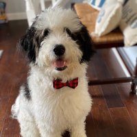 Toby (@tobyjffrsn) 's Twitter Profile