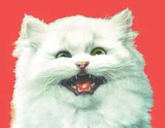 Carr0w's profile picture. A shady character.