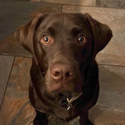Unofficial Supercar driving, Chocolate Labrador of Wolves FC. If I can’t eat it, I’ll just steal it.