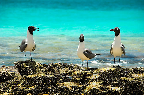 18 años en el mercado, dedicados al turismo receptivo, dentro del parque nacional archipiélago de Los Roques. 02129359327 04147899555