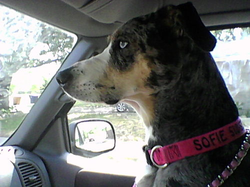 theLiberandos's profile picture. University of Texas  Texas Ex 🤘 Hook'em Horns