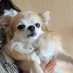 コマちゃん🦷コマドリイヌ (@comadoridog) Twitter profile photo コマちゃん🦷コマドリイヌ (@comadoridog) Twitter profile photo