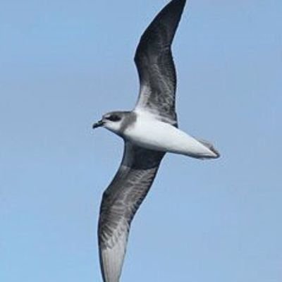 Local patch Long Nab, Burniston. Chair of Scarborough Birders. #Kittiwakes Sheffield United⚔ #birdingblades
@longnabbirder.bsky.social 🦋