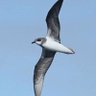 AddeyNick's profile picture. Local patch Long Nab, Burniston. Chair of Scarborough Birders. #Kittiwakes  Sheffield United⚔  #birdingblades
 @longnabbirder.bsky.social 🦋